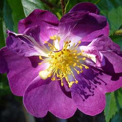 Rose 'Veilchenblau'